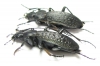 Carabus (Apotomopterus) grossefoveatus pingwuensis, pair  China - INSECTS-STORE.RU