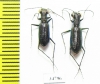 Prothyma ? leprieuri, pair  Ethiopia - INSECTS-STORE.RU