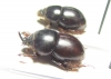 Hybalus maroccanus, pair  Morocco - INSECTS-STORE.RU