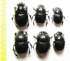 Copris lunaris, pair  Russia, Ingushetia reg. - INSECTS-STORE.RU