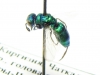 Chrysididae sp.  Kirgizstan - INSECTS-STORE.RU