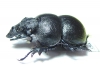 Lethrus dostojevskii, male  Kazakhstan - INSECTS-STORE.RU