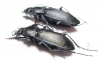 Carabus (Pachycarabus) staehlini rionicus, pair  Georgia - INSECTS-STORE.RU