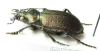 Calosoma sp.  Bolivia - INSECTS-STORE.RU