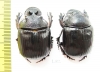 Heliocopris werneri, pair  Kenya - INSECTS-STORE.RU