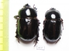 Xyloryctes ? lobicollis, pair  Panama - INSECTS-STORE.RU