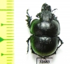 Lethrus dostojevskii, male  Kazakhstan - INSECTS-STORE.RU