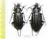 Carabus (Limnocarabus) clathratus, pair  Russia, Astrakhan reg. - INSECTS-STORE.RU