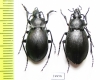 Carabus (Pachycarabus) swaneticus kvirensis, pair  Georgia - INSECTS-STORE.RU