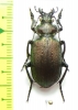 Calosoma sp.  Bolivia - INSECTS-STORE.RU