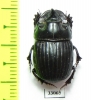 Copris magicus  Nepal - INSECTS-STORE.RU