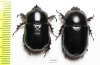Xyloryctes ? lobicollis, pair  Panama - INSECTS-STORE.RU