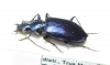 Carabidae sp.  Malaysia, Borneo - INSECTS-STORE.RU