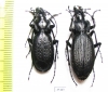 Carabus (Archiplectes) besleticus duripshensis, pair  Abkhazia - INSECTS-STORE.RU