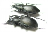 Carabus (Pachycarabus) swaneticus kvirensis, pair  Georgia - INSECTS-STORE.RU
