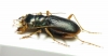 Megacephala scapularis, male  Australia - INSECTS-STORE.RU