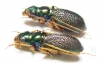 Megacephala regalis ssp., pair  Zambia - INSECTS-STORE.RU
