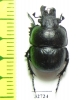 Lethrus dostojevskii, male  Kazakhstan - INSECTS-STORE.RU