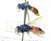 Chrysididae sp.  Kirgizstan - INSECTS-STORE.RU
