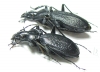 Carabus (Archiplectes) besleticus duripshensis, pair  Abkhazia - INSECTS-STORE.RU