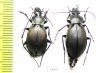 Carabus (Pachycarabus) swaneticus swaneticus, pair  Georgia - INSECTS-STORE.RU