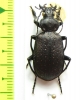 Calosoma aethiops?  South Africa Rep. - INSECTS-STORE.RU