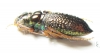 Megacephala apicespinosa, female  Zambia - INSECTS-STORE.RU