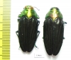 Colobogaster puncticollis, pair  Peru - INSECTS-STORE.RU