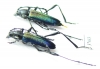Cerambycidae sp., pair  South Africa Rep. - INSECTS-STORE.RU
