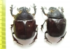 Heliocopris felschei, pair  Burundi 40mm - INSECTS-STORE.RU