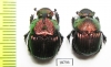 Phanaeus palliatus, pair  Mexico - INSECTS-STORE.RU