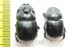 Catharsius sp., pair  Tanzania - INSECTS-STORE.RU