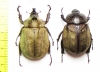 Lycomedes buckleyi, pair  Ecuador - INSECTS-STORE.RU
