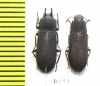 Cryphaeus amurensis, pair  Russia, Far East - INSECTS-STORE.RU
