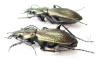 Carabus (Archiplectes) edithae markensis, pair  Russia, Karacaevo-Cherkessia reg. - INSECTS-STORE.RU