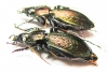 Carabus (Sphodristocarabus) armeniacus laevilineatus, pair  Abkhazia - INSECTS-STORE.RU