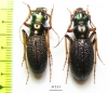 Megacephala regalis ssp., pair  Zambia - INSECTS-STORE.RU