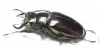 Lucanus lesnei  Myanmar - INSECTS-STORE.RU