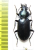 Lesticus insignis  Malaysia, Borneo - INSECTS-STORE.RU