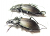 Carabus (Pachycarabus) swaneticus swaneticus, pair  Georgia - INSECTS-STORE.RU