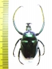 Neoscelis dohrni  Mexico 29mm - INSECTS-STORE.RU