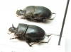 Copris sinon, pair  Senegal - INSECTS-STORE.RU
