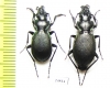 Carabus (Procechenochilus) adangensis gusevi, pair  Georgia - INSECTS-STORE.RU
