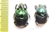 Proagoderus extensus, pair  Tanzania - INSECTS-STORE.RU