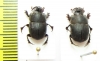 Copris sinon, pair  Senegal - INSECTS-STORE.RU