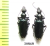 Carabidae sp.  Peru - INSECTS-STORE.RU