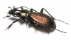 Carabus (Archiplectes) besleticus napraensis  Abkhazia - INSECTS-STORE.RU