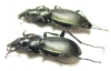 Carabus (Procechenochilus) adangensis gusevi, pair  Georgia - INSECTS-STORE.RU