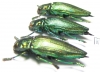 Buprestidae sp.  Indonesia, Ceram isl. - INSECTS-STORE.RU