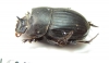 Copris sinon  Senegal - INSECTS-STORE.RU